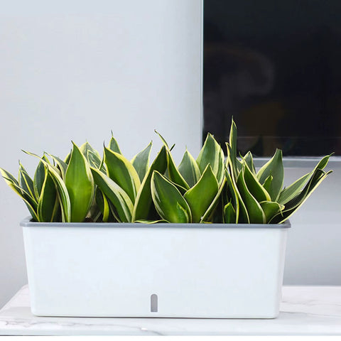 HydroBloom Self Watering Planter