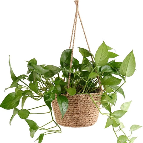 NaturalNest Hanging Basket Plant Pot